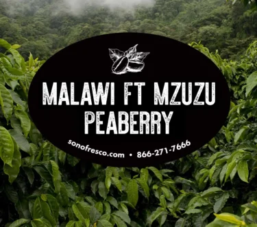 Malawi FT Mzuzu Peaberry green coffee beans from Sonofresco