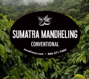 Sumatra Mandheling conventional green coffee beans from Indonesia shown over lush coffee plants