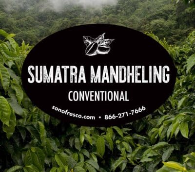 Sumatra Mandheling conventional green coffee beans from Indonesia shown over lush coffee plants