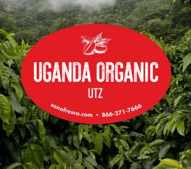 Uganda Organic UTZ certified green coffee beans grown in lush East African highlands