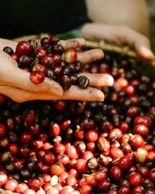 Hands holding ripe red coffee cherries over a basket, showing freshly harvested fruit at the start of the coffee-making process.