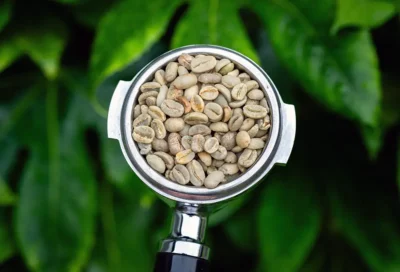 Green coffee beans in a portafilter showcasing unroasted coffee for home and small batch roasting