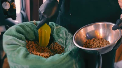 Raw green coffee beans being measured into a metal bowl before sample roasting