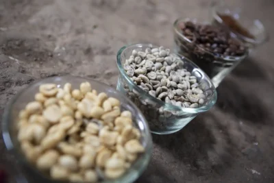 Several varieties of raw green coffee beans arranged in a row