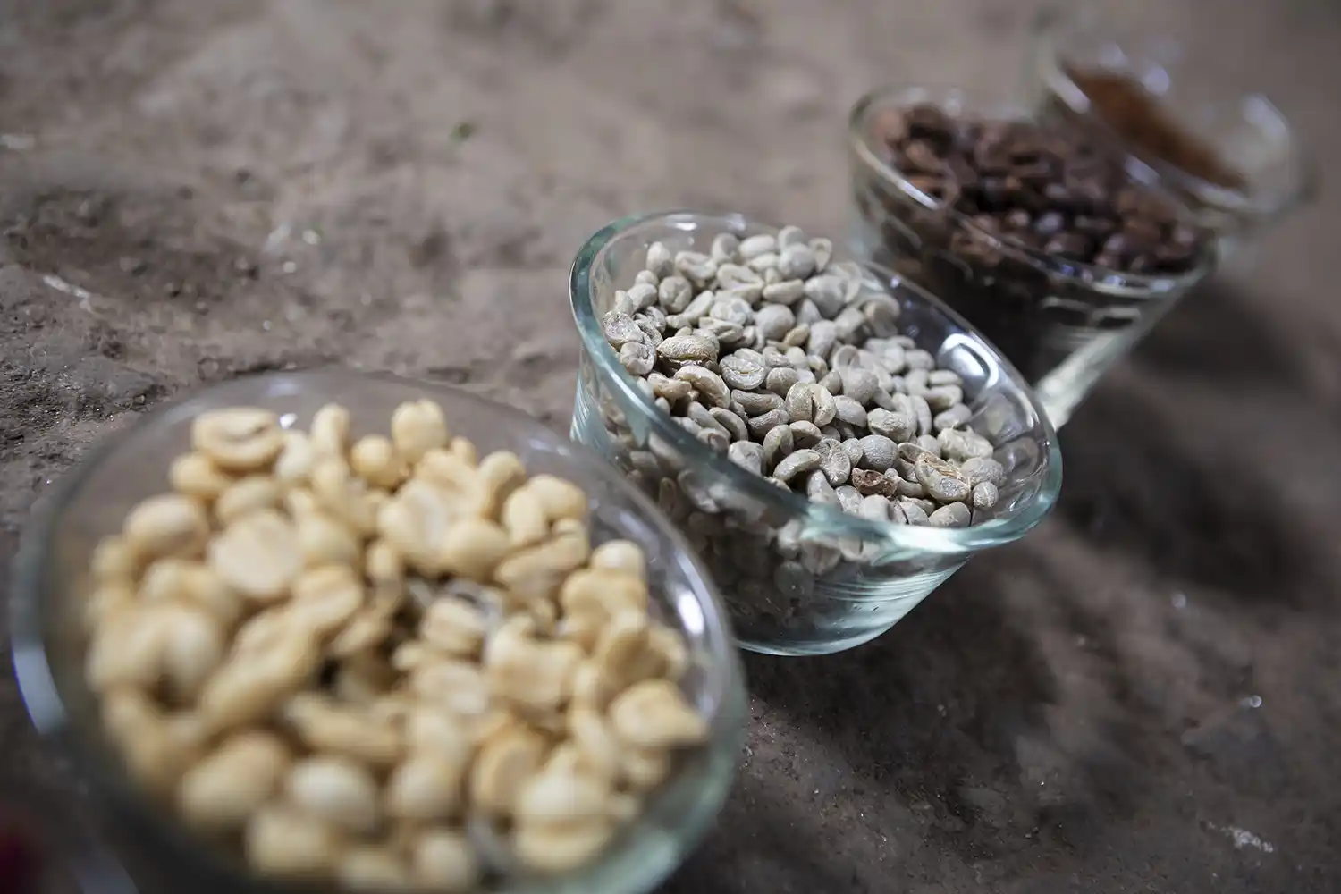 Several varieties of raw green coffee beans arranged in a row