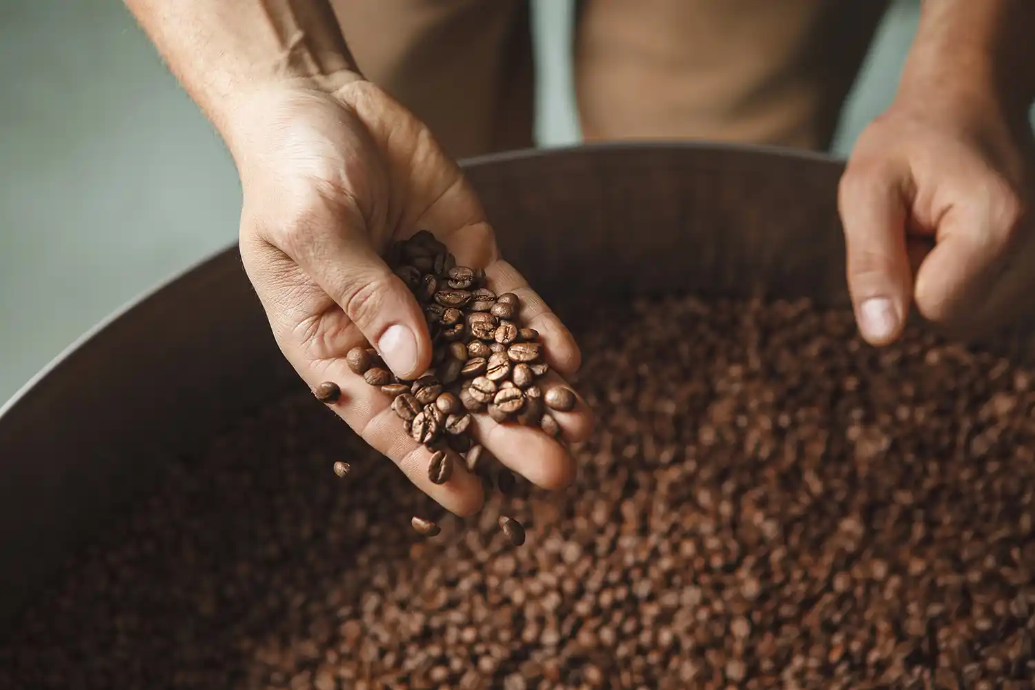 Roaster inspecting freshly roasted coffee beans by hand